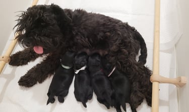Tessie et ses bébés