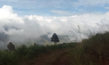 a lone tree on a mountain top overlooking a peaks shrouded in clouds