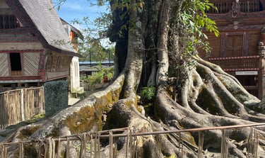 an old old tree growing out a stone slab with Batak houses in the background