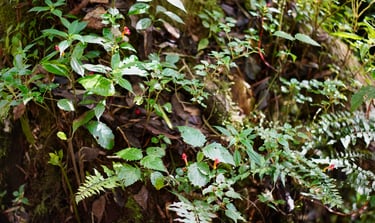 a bunch of plants growing on a tree