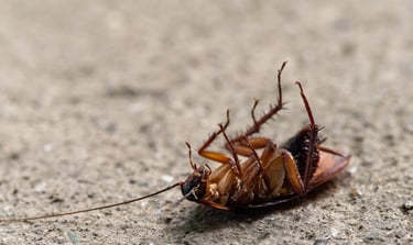 un cafard mort