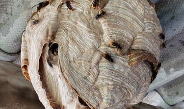 Détruire un nid de frelons à Lesneven