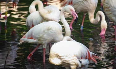 Berlin's zoo mourns Ingo, a flamingo who died at 75