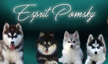 élevage de pomsky sur saint-quentin-sur-isère
