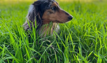 Dapple dachshund sits in the grass