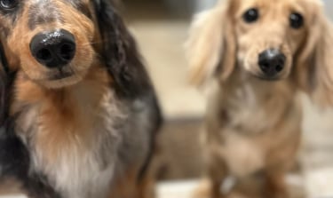 Two dachshunds wait to be let inside