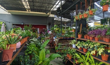 the interior of birch gurney a local plant nursery and advice center in Penang near gurney drive