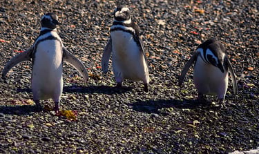 Penguins at play on Penguin Island in the Beagle Channel