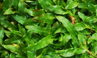 A close-up of a perfectly manicured Pearl Grass lawn, highlighting its fine texture 16 * 9
