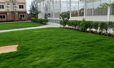 A lush vibrant mexican grass lawn at golden amoon resort by FM Landscaping 16 * 9