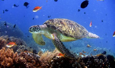 Swim with vibrant coral reefs and marine life on your Palawan expedition tour
