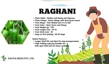 Raghani hybrid green capsicum seeds specifications by Kavya Seeds for high-yield farming.