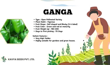 Ganga variety bell pepper seeds infographic showing green capsicum features and high yield plant habit.