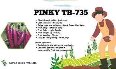 Pinky TB-735 long purple brinjal hybrid seeds specifications by Kavya Seeds Pvt Ltd.