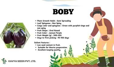 Boby jamuni purple brinjal seeds from Kavya Seeds Pvt. Ltd. with plant growth and fruit features.