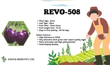 Product specifications for REVO-508 eggplant seeds by Kavya Seeds featuring dark purple brinjal fruit.