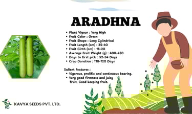 Aradhna bottle gourd hybrid seeds by Kavya Seeds, featuring long green cylindrical fruits.