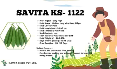 Savita KS-1122 ridge gourd seeds by Kavya Seeds, showing long green vegetables and plant features.