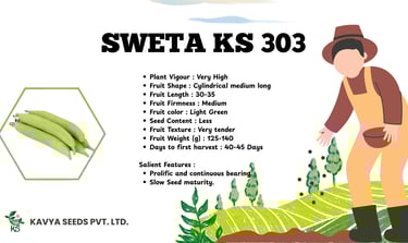Sweta KS 303 light green ridge gourd seeds specifications by Kavya Seeds Pvt Ltd.