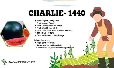 Charlie-1440 watermelon seeds by Kavya Seeds featuring dark green round fruit and red flesh.