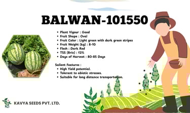 Kavya Seeds KS-1530 oblong watermelon variety with green stripes and high yield features.