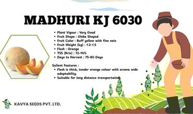 Madhuri KJ 6030 muskmelon seeds product details with fruit image and farmer illustration.