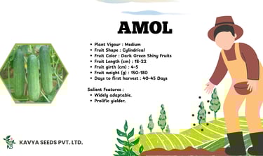 Amol variety green cucumber seeds product sheet with plant specifications and farmer illustration.