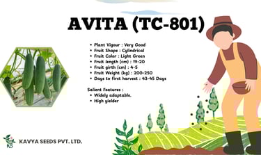 Avita TC-801 hybrid cucumber seeds product features from Kavya Seeds showing light green cylindrical cucumbers.