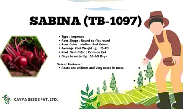 Sabina TB-1097 improved beetroot seeds product flyer by Kavya Seeds with technical specifications.