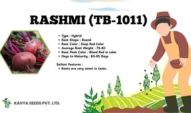Rashmi TB-1011 hybrid beetroot seeds featuring round, deep red roots with sweet taste.