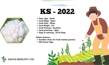 KS-2022 hybrid white cauliflower seeds flyer showing plant features and a farmer planting crops.