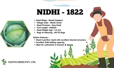 Nidhi 1822 cabbage seeds product infographic by Kavya Seeds featuring plant characteristics and cultivation features.