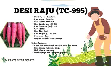 Desi Raju TC-995 carrot seed specifications featuring deep red tapered roots and high disease tolerance.