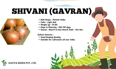 Shivani Gavran light red onion seeds features and specifications by Kavya Seeds Pvt Ltd.