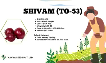 Shivam TO-53 dark red onion seeds specifications by Kavya Seeds with round bulb features.
