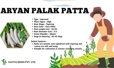 Aryan Palak Patta white radish seeds specifications and features from Kavya Seeds Pvt. Ltd.