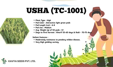 Usha TC-1001 high-yielding vegetable seeds by Kavya Seeds with light green pods and disease resistance.