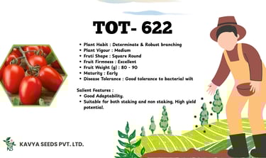 Kavya Seeds TOT-622 hybrid tomato seed variety features with high yield potential and wilt resistance.