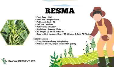 Resma guar bean seeds features infographic showing bright green cluster pods and high yielding plant specs.