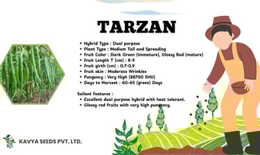 Tarzan hybrid chili seed specifications by Kavya Seeds featuring high pungency dark green fruit.