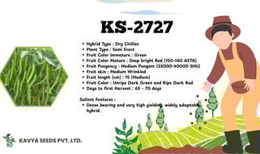 Kavya Seeds KS-2727 hybrid dry red chili pepper variety features, yield, and pungency specifications.