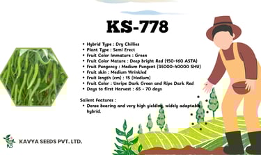 KS-778 hybrid dry chili seed specifications and features by Kavya Seeds Pvt. Ltd.