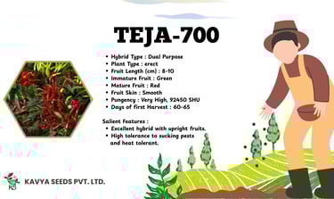 Teja-700 hybrid chili seeds by Kavya Seeds featuring high pungency red chili specifications.