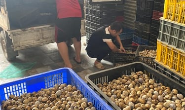 trứng chim cút bóc sẵn Đông Anh, Hà Nội, chim cút thịt, chim câu thịt giá sỉ