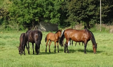 Troupeau de poulains avec leurs mères