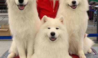 Samoyed puppies for sale in Minneapolis, Minnesota,