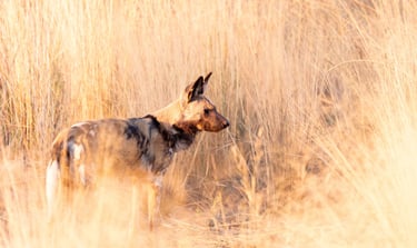 safari, lycaon dans la savane