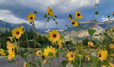 Sunflowers growing on an unirrigated empty lot in Alpine Utah.  Clouds above mountains ready to rain
