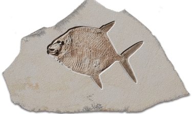 Fossil von Gyrodus circularis (Mondfisch) auf Kalksteinplatte aus Solnhofen