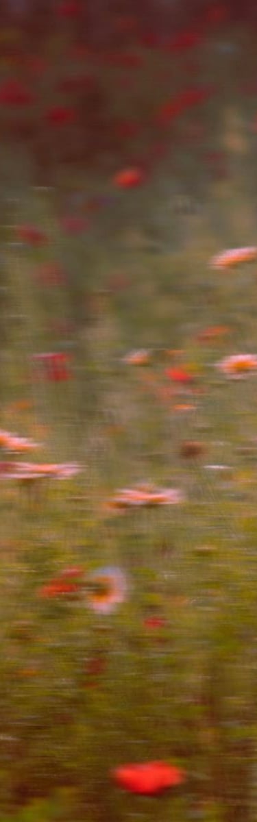Kobido Annecy coquelicots